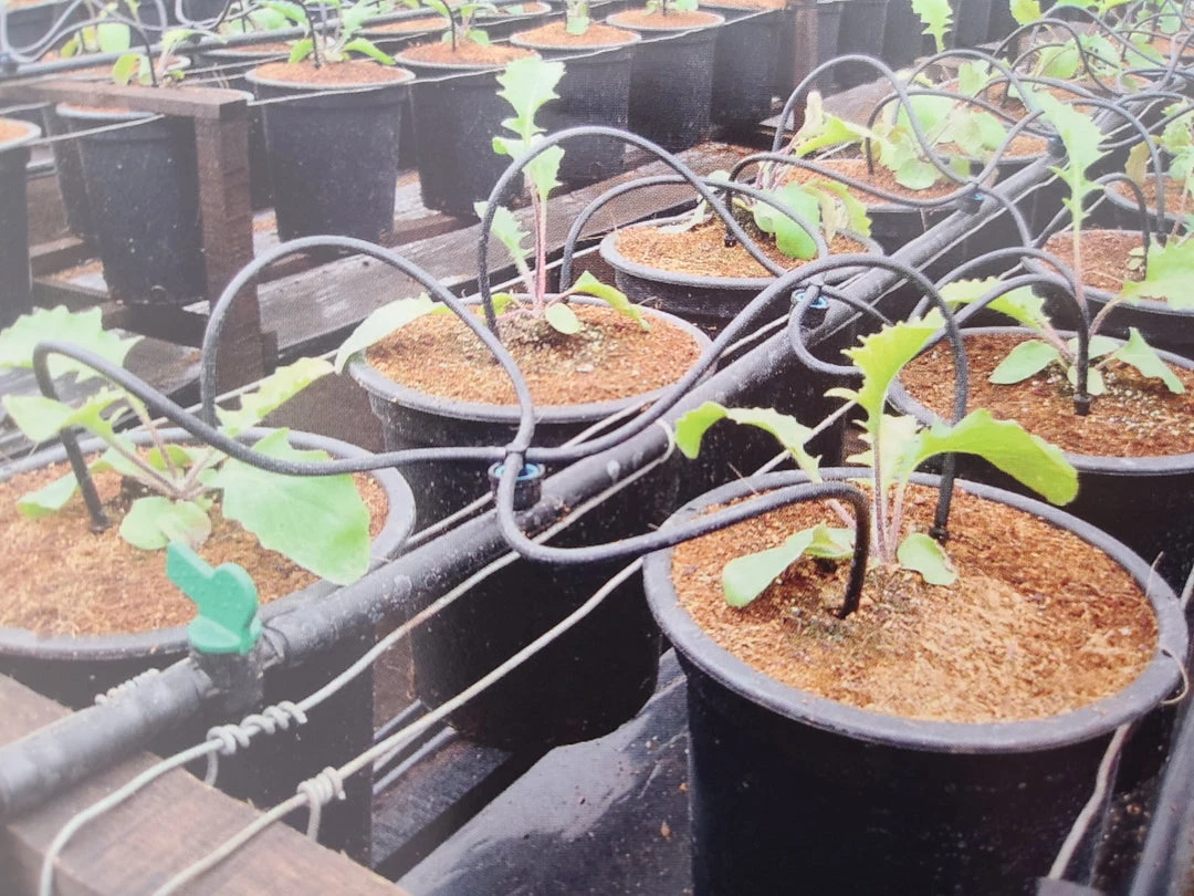 ONE STOP OUTDOOR 6" Inch Angled Barb Arrow Drip Stake Fits 1/4" & 1/8" Irrigation Tubing 5 ONE STOP OUTDOOR 6" Inch Angled Barb Arrow Drip Stake Fits 1/4" & 1/8" Irrigation Tubing