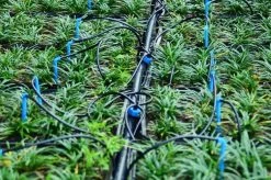 ONE STOP OUTDOOR Drip Irrigation Grow Kit, 2-Head Angled Arrow Drip Stake With Dripper, Tubing & Fitting - 0.5 GPH (2 LPH) 20 ONE STOP OUTDOOR Drip Irrigation Grow Kit, 2-Head Angled Arrow Drip Stake With Dripper, Tubing & Fitting - 0.5 GPH (2 LPH)