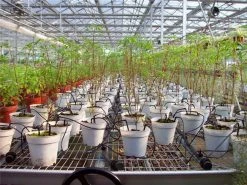 ONE STOP OUTDOOR Angled Arrow Drip Stake 6