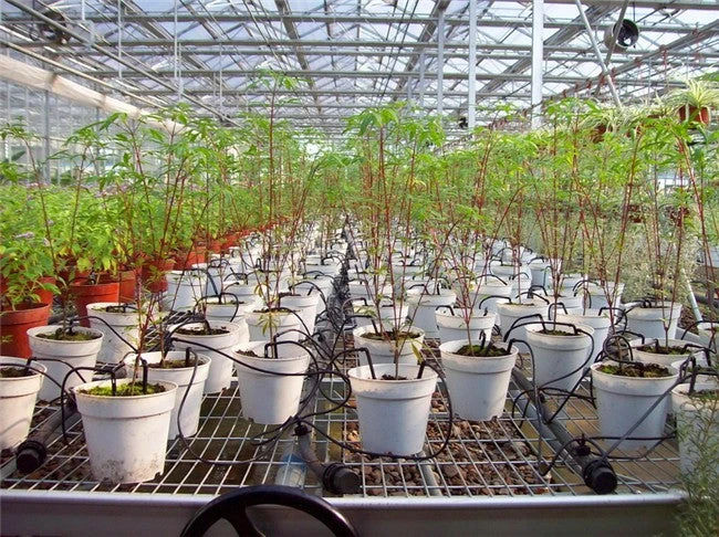 ONE STOP OUTDOOR Drip Irrigation Grow Kit, 2-Head Angled Arrow Drip Stake With Dripper, Tubing & Fitting - 0.5 GPH (2 LPH) 11 ONE STOP OUTDOOR Drip Irrigation Grow Kit, 2-Head Angled Arrow Drip Stake With Dripper, Tubing & Fitting - 0.5 GPH (2 LPH)