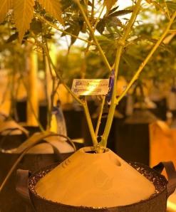 DIG HydroLock Water Distributing Root Boosting Plant Cap Kit - Includes 6GPH Drip Emitters DRIP IRRIGATION